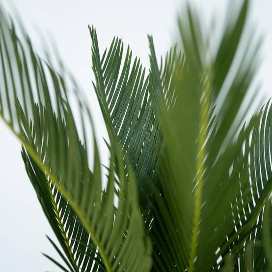 Plant In A Box - Sagou du Japon - Set de 2 - Cycas revoluta - Hauteur 45-60cm - ⌀15cm - Image 5