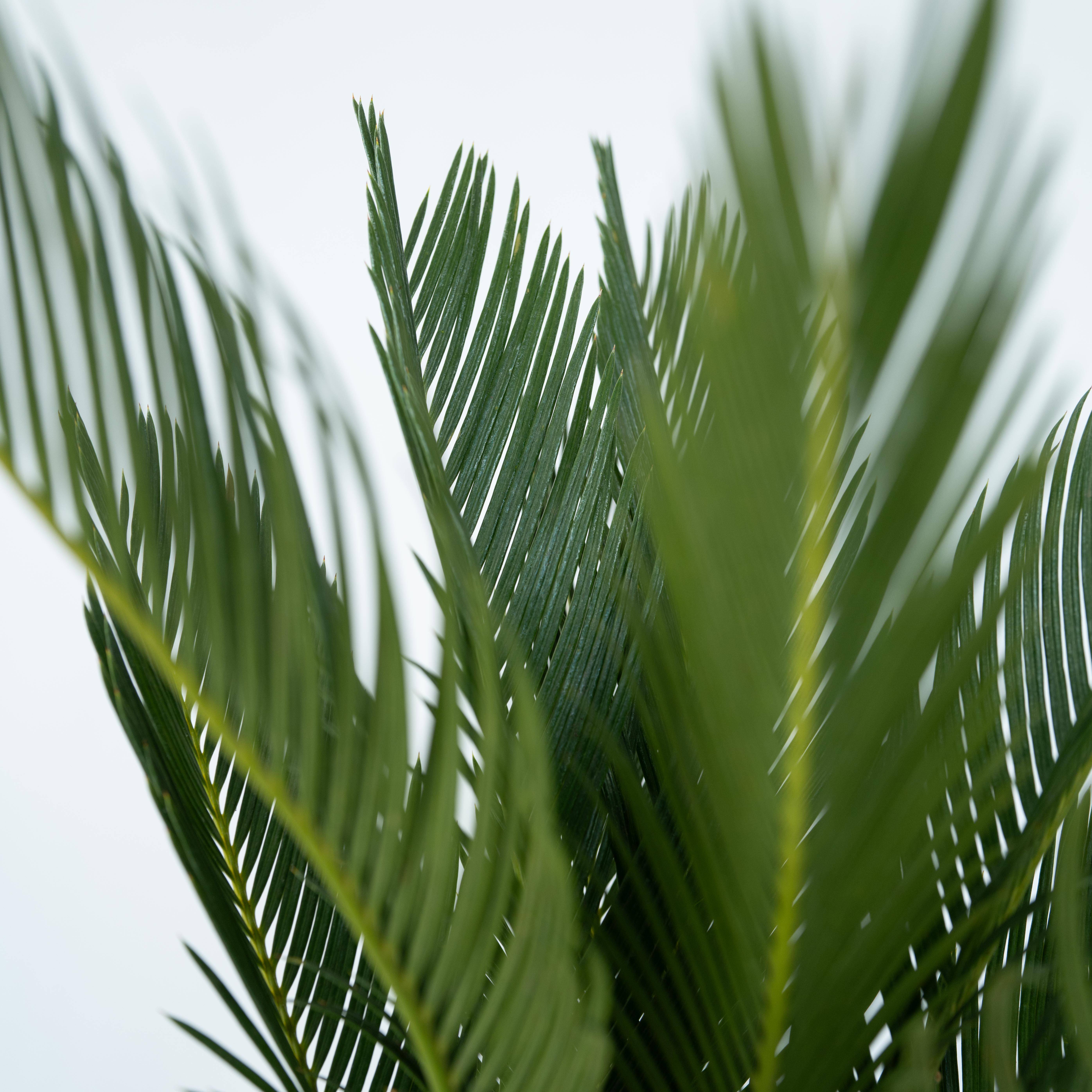 Plant In A Box - Sagou du Japon - Set de 2 - Cycas revoluta - Hauteur 45-60cm - ⌀15cm - Image 5