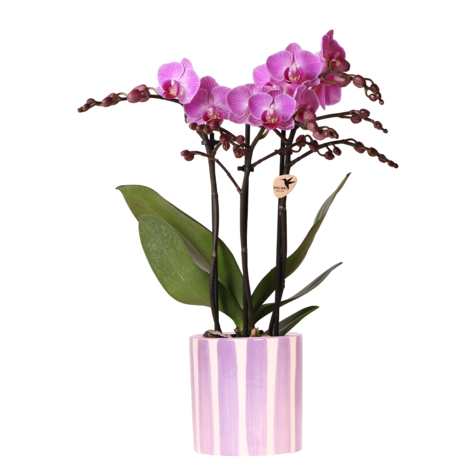 La Green Touch - Kolibri Orchids Phalaenopsis Lilas Orchidée Vienna + Painted Stripe Pot Lilas - D9 - Image 2