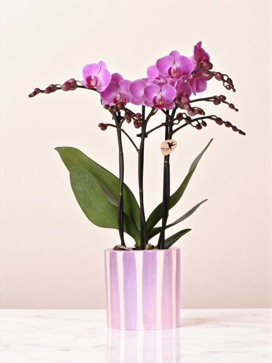 La Green Touch - Kolibri Orchids Phalaenopsis Lilas Orchidée Vienna + Painted Stripe Pot Lilas - D9 - Image 1
