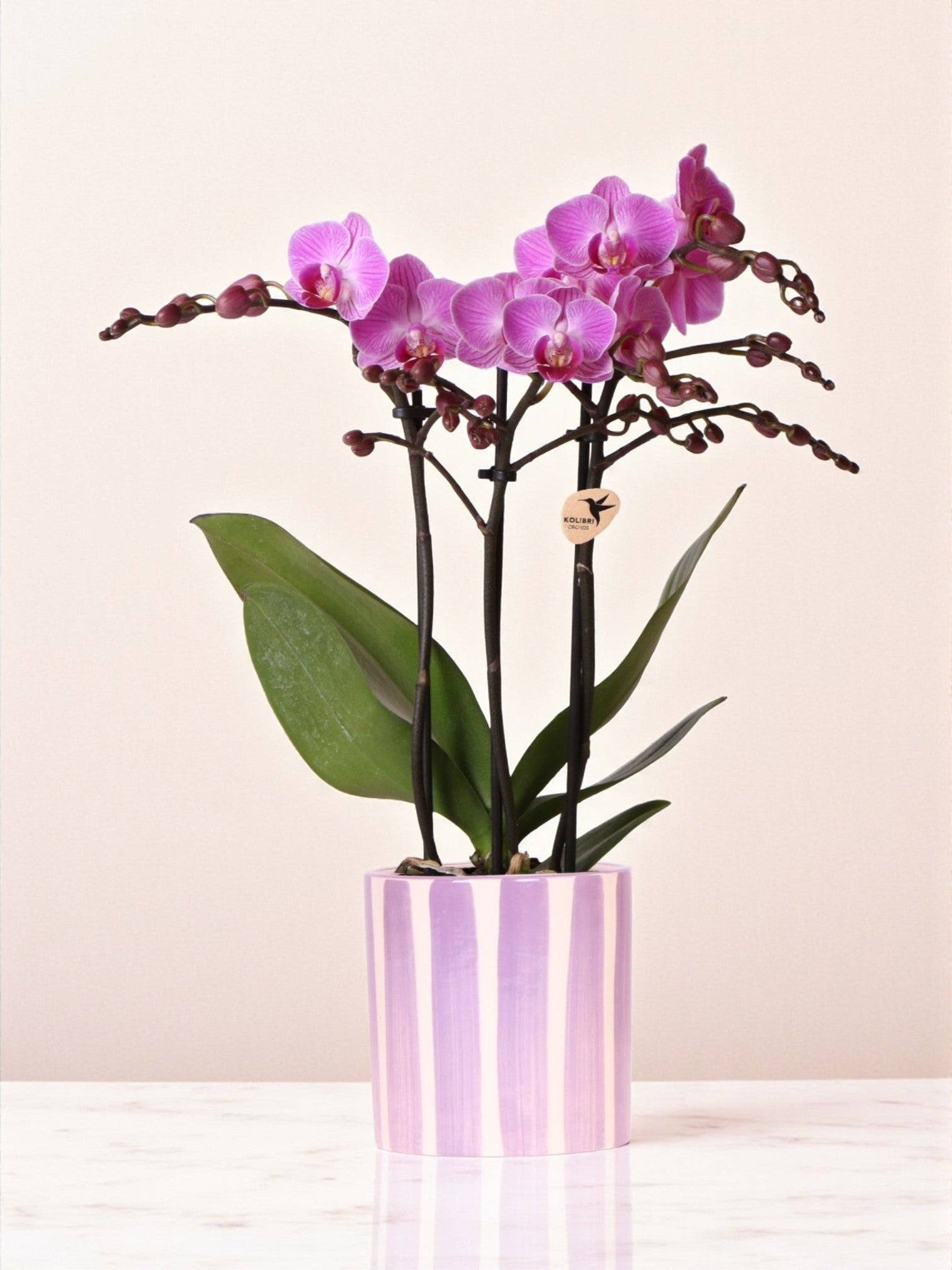 La Green Touch - Kolibri Orchids Phalaenopsis Lilas Orchidée Vienna + Painted Stripe Pot Lilas - D9 - Image 1