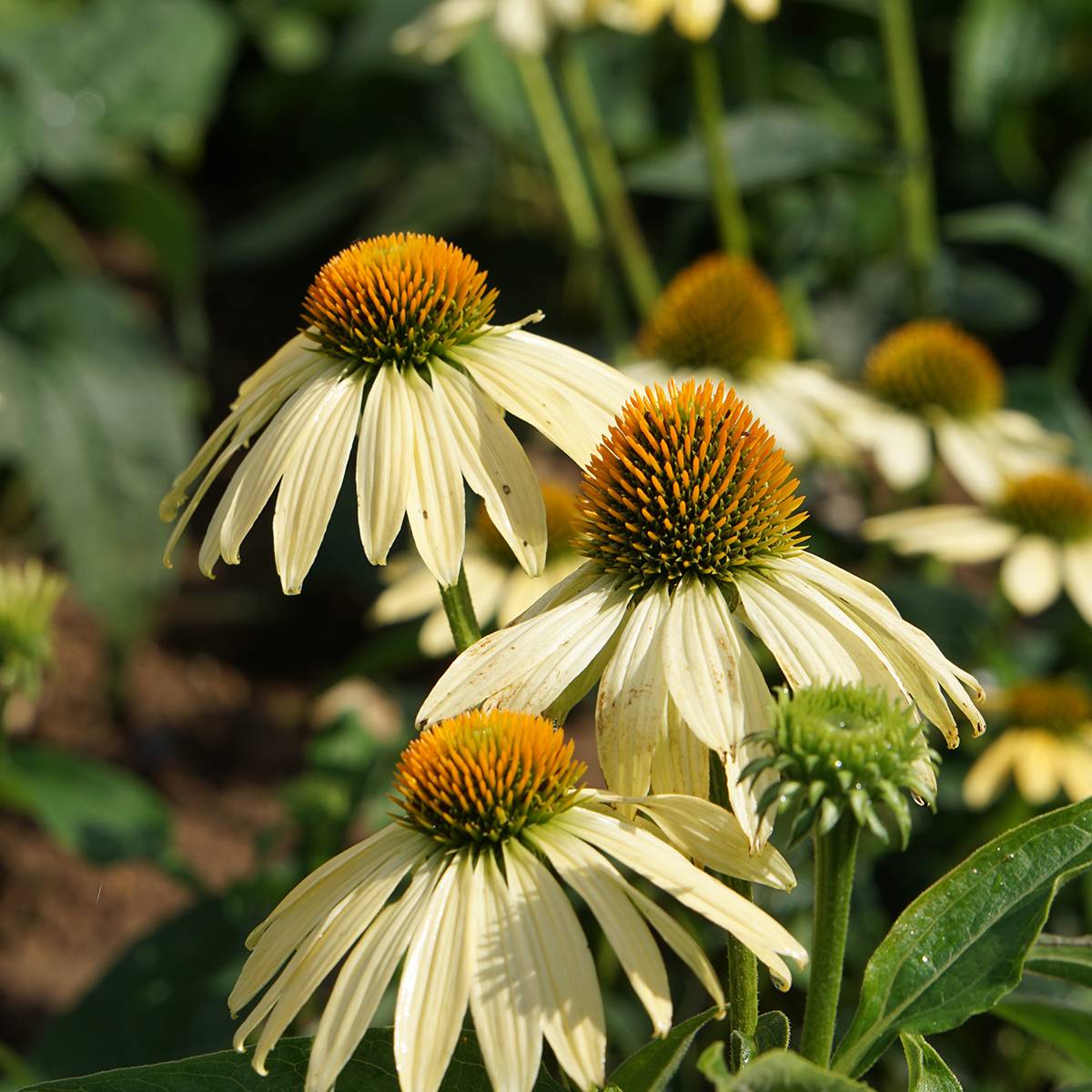 Graines d'Echinacea purpurea Paradiso Yellow - Rudbeckia pourpre le sachet de 20 graines environ