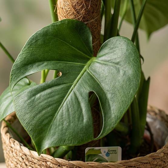 Monstera Deliciosa Sur Tuteur - H90cm - Image 4