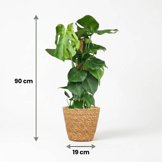 Monstera Deliciosa Sur Tuteur - H90cm - Image 5