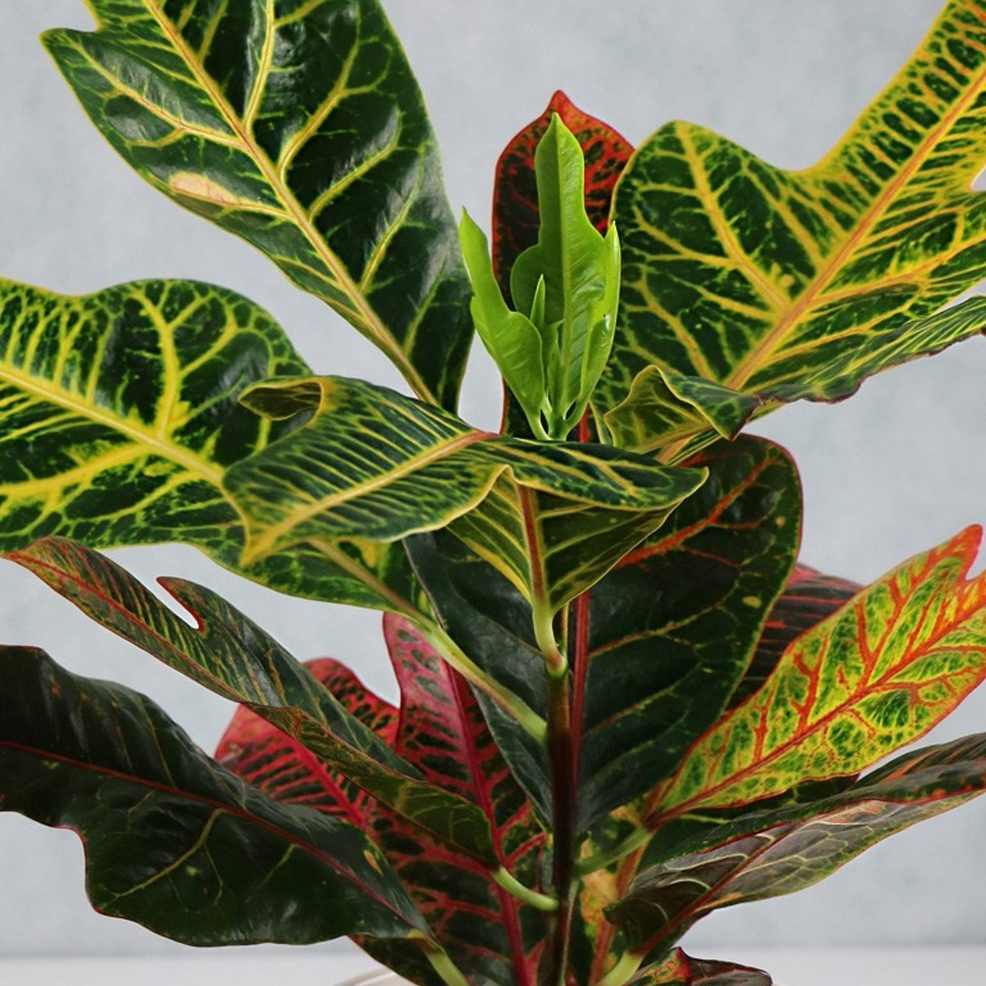 Gardenersdream - 1 X Codiaeum Variegatum Excellent À La Vente | Plante D'Intérieur En Pot Pour La Maison Ou Le Bureau - GardenersDream - Imagen 2