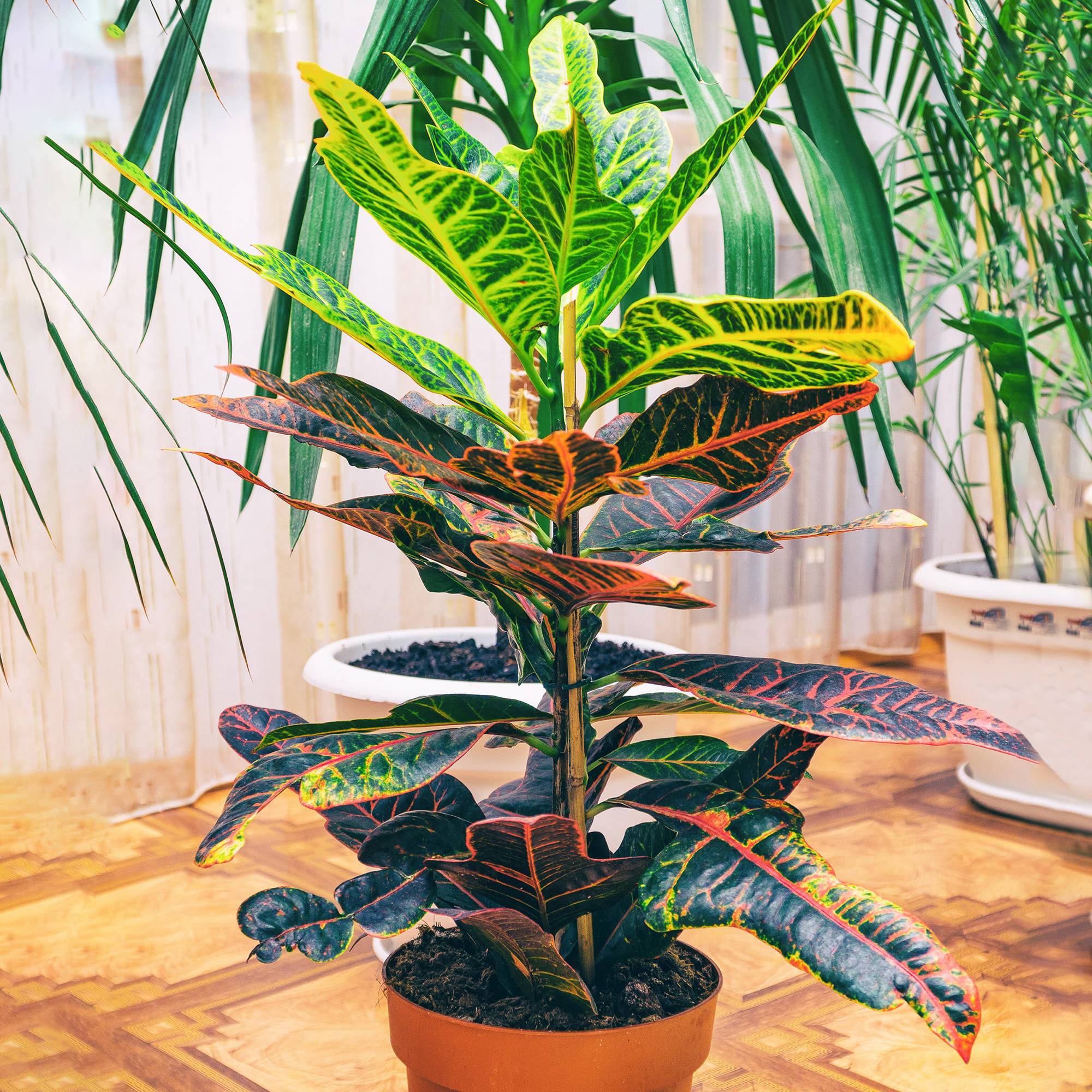 Gardenersdream - 1 X Codiaeum Variegatum Excellent À La Vente | Plante D'Intérieur En Pot Pour La Maison Ou Le Bureau - GardenersDream - Imagen 1