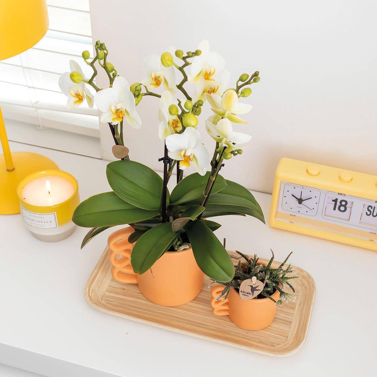 La Green Touch - Orchidée Phalaenopsis blanche et son cache-pot pêche - plante d'intérieur fleurie- La Green Touch - Image 4