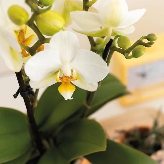 La Green Touch - Orchidée Phalaenopsis blanche et son cache-pot pêche - plante d'intérieur fleurie- La Green Touch - Image 6