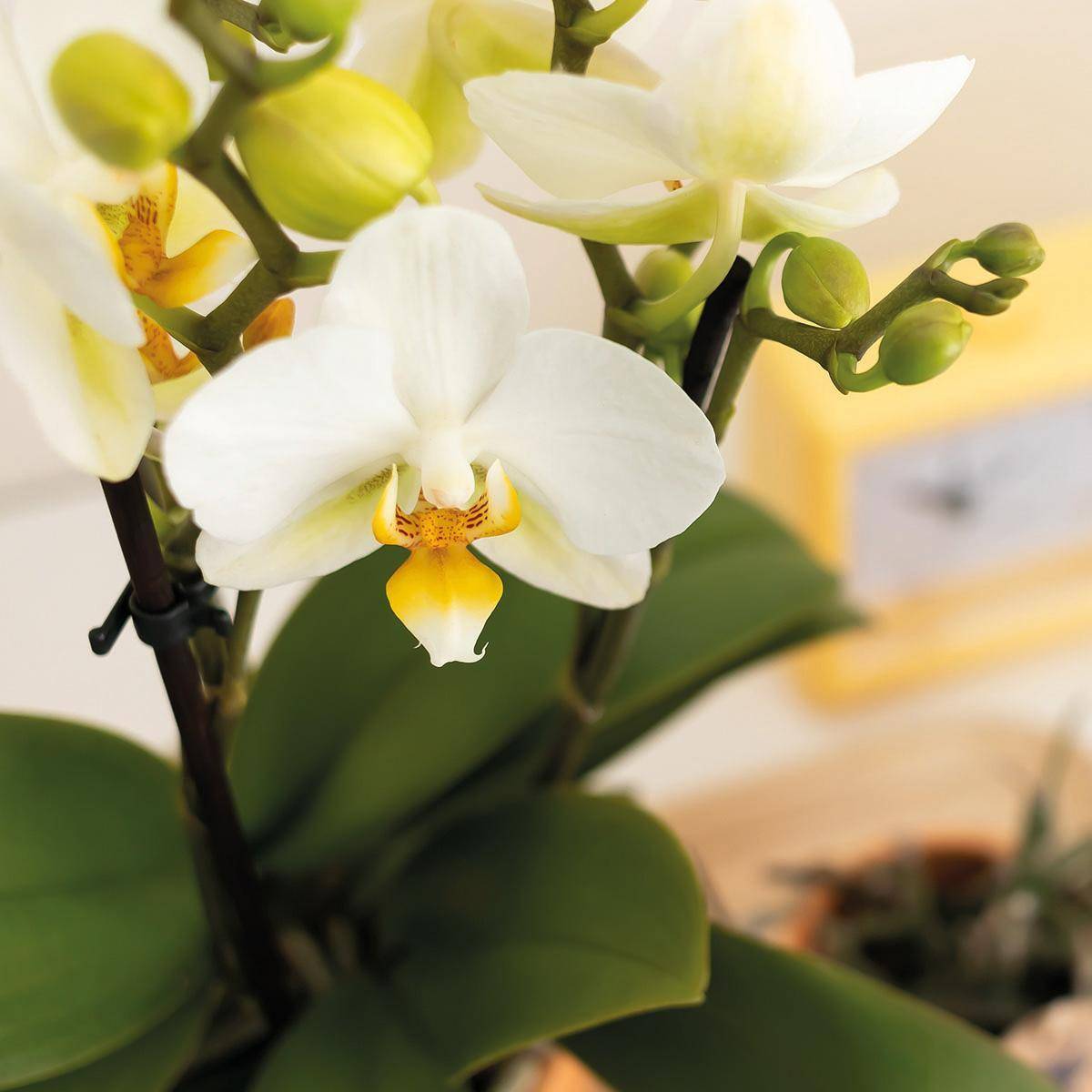 La Green Touch - Orchidée Phalaenopsis blanche et son cache-pot pêche - plante d'intérieur fleurie- La Green Touch - Image 6