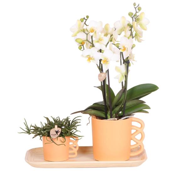 La Green Touch - Orchidée Phalaenopsis blanche et son cache-pot pêche - plante d'intérieur fleurie- La Green Touch - Image 2