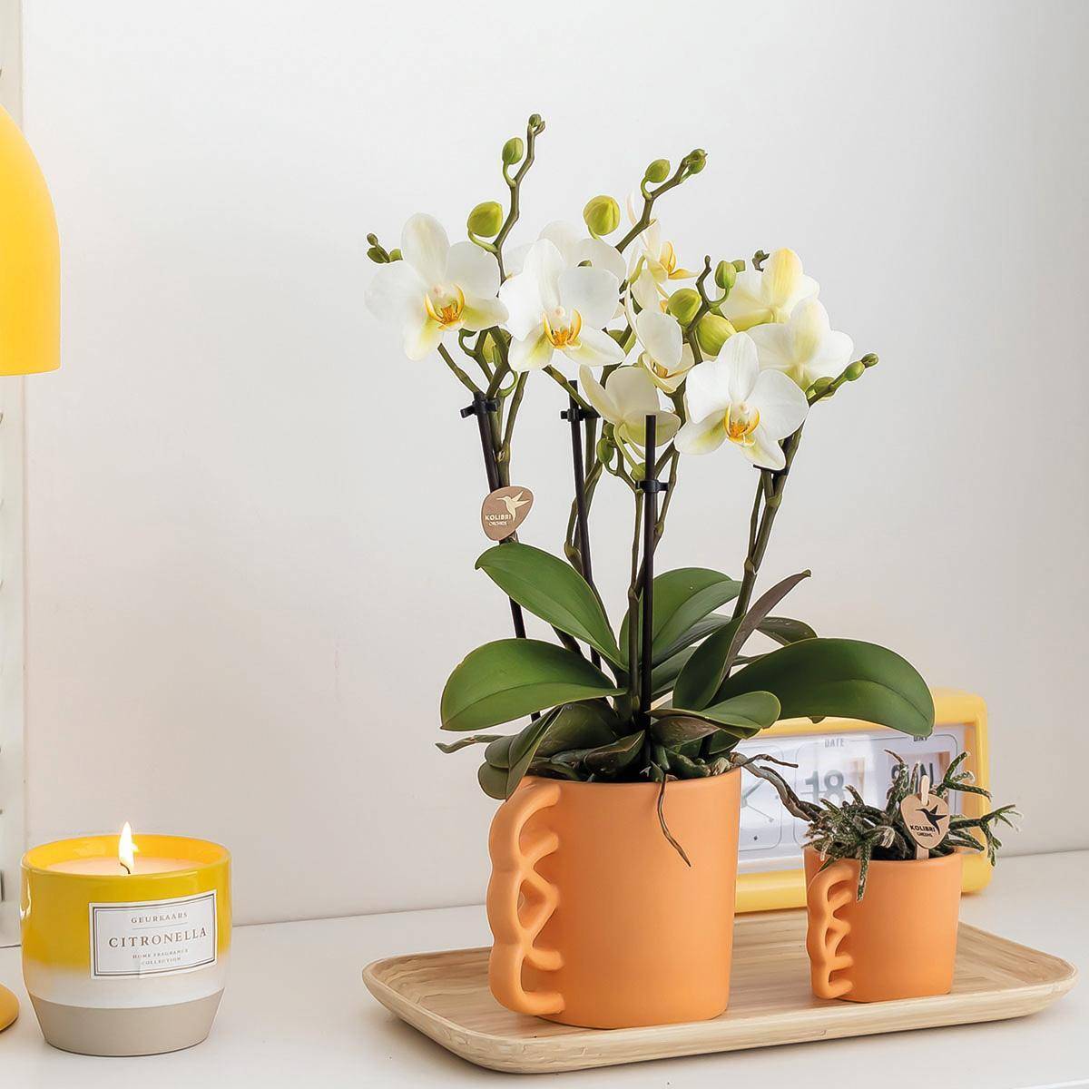 La Green Touch - Orchidée Phalaenopsis blanche et son cache-pot pêche - plante d'intérieur fleurie- La Green Touch