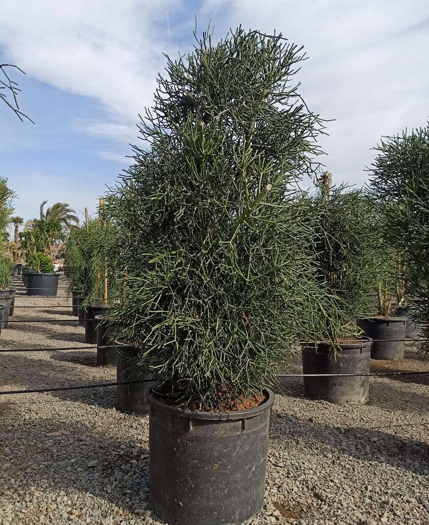 0 - Euphorbia tirucalli (cactus crayon) Pot de 25L- 125/150cm - Image 2
