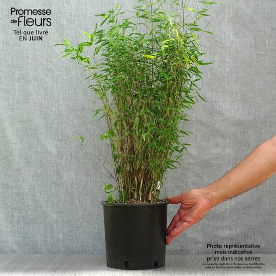 Promesse de Fleurs - Fargesia nitida Red Dragon - Bambou non traçant Pot de 4L/5L - Image 2