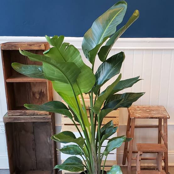 Gardenersdream - Strelitzia Nicolai | Oiseau De Paradis Blanc De 35 À 45 Cm En Pot | Cadeau Plante D'Intérieur - GardenersDream - Image 3