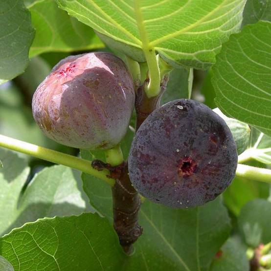 Figuier Madeleine des 2 saisons Pot de 2L/3L, Scion
