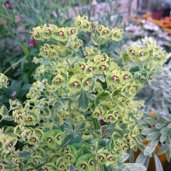 3 Euphorbes de Martin 'Ascot Rainbow' (Euphorbia Martinii Ascot Rainbow) - Lot de 3 vivaces - Pépinières Naudet - Image 1