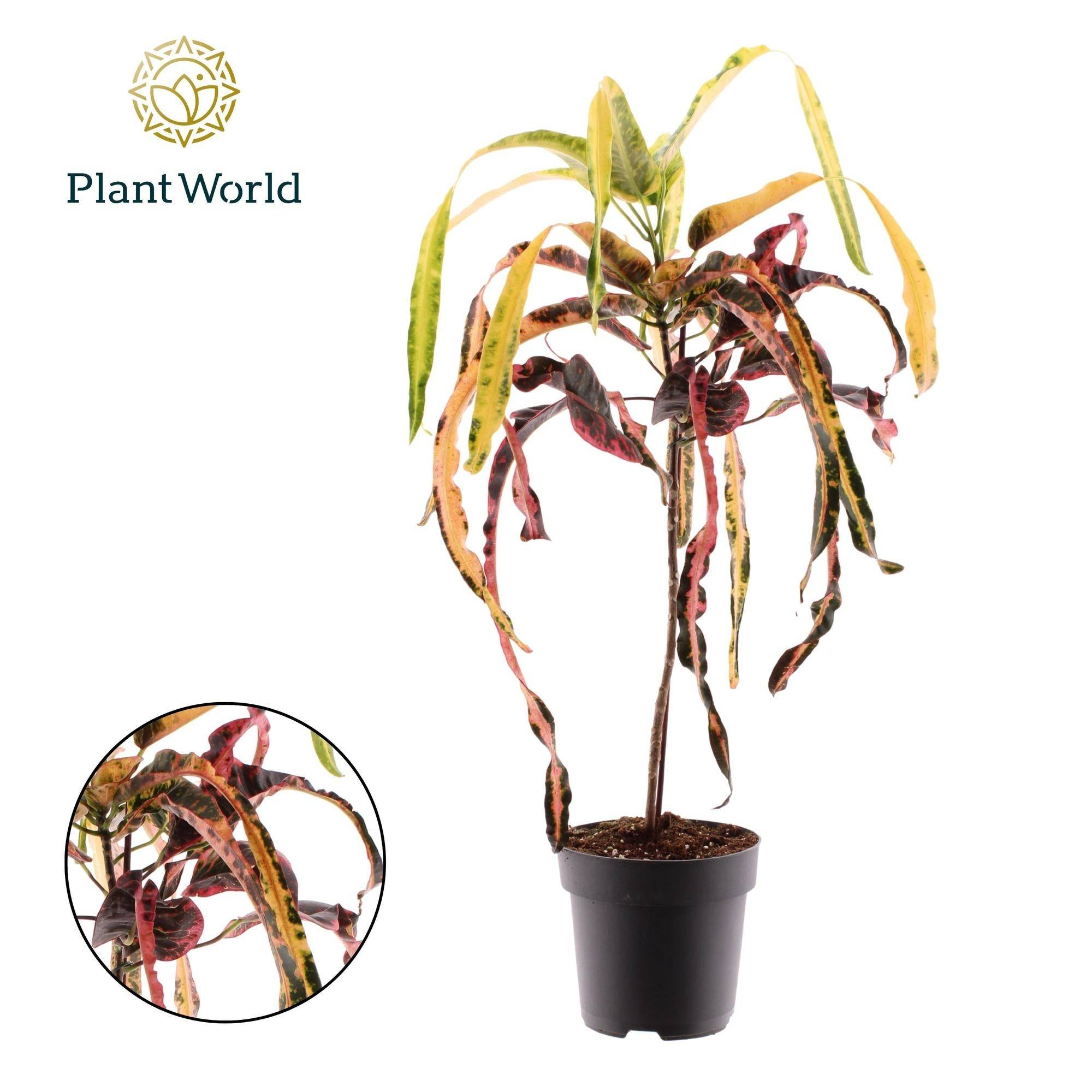 Croton Dreadlock - D19 H70cm