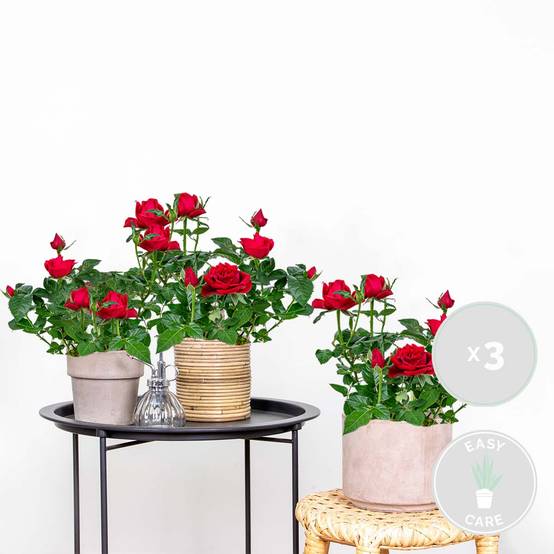 Lot de 3 - Rosier Nain Rouge - Plantes d’intérieur & extérieur - H. 20-30 cm - P. 12 cm - Image 2