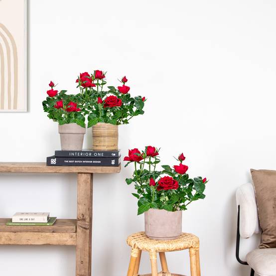 Lot de 3 - Rosier Nain Rouge - Plantes d’intérieur & extérieur - H. 20-30 cm - P. 12 cm - Image 4