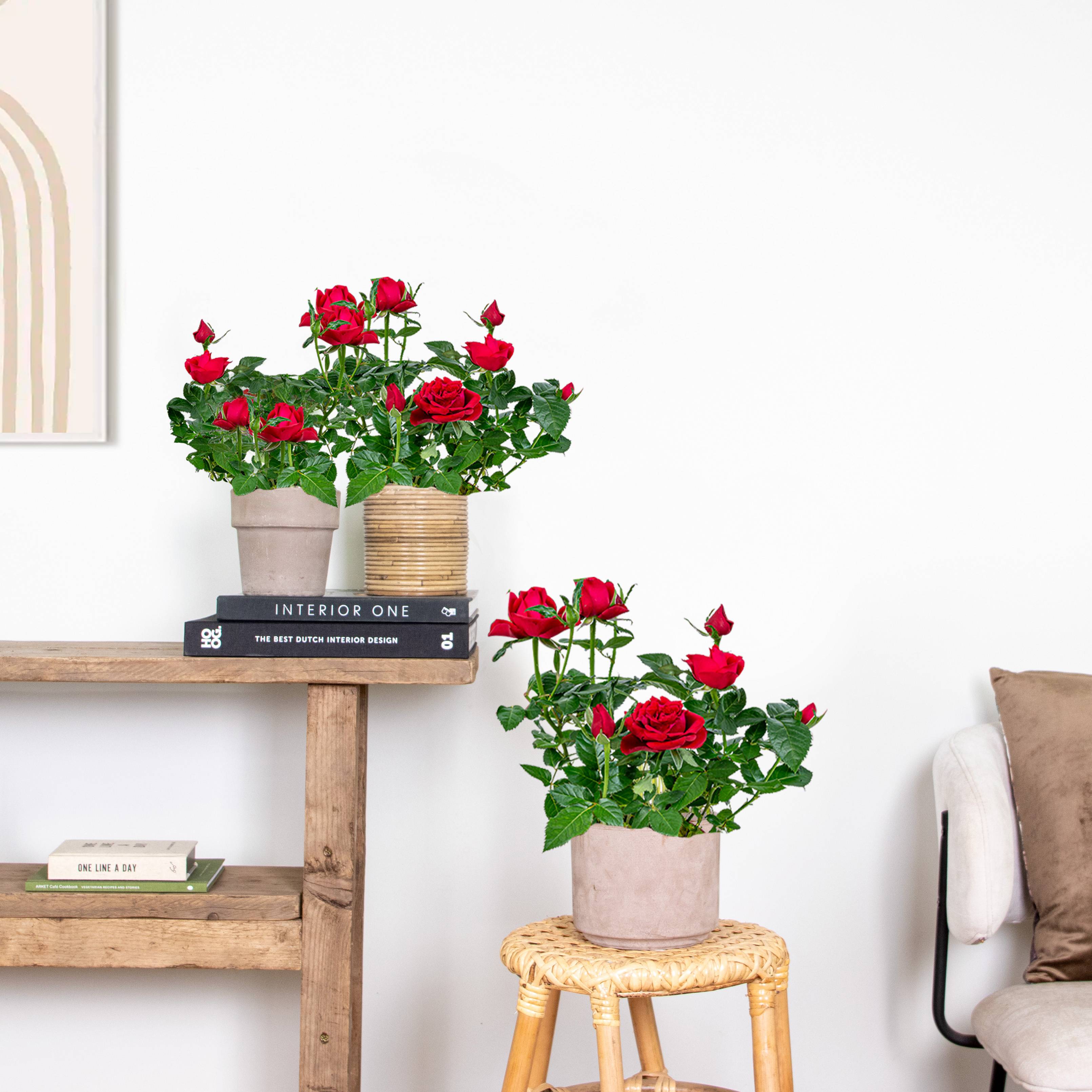 Lot de 3 - Rosier Nain Rouge - Plantes d’intérieur & extérieur - H. 20-30 cm - P. 12 cm - Image 4