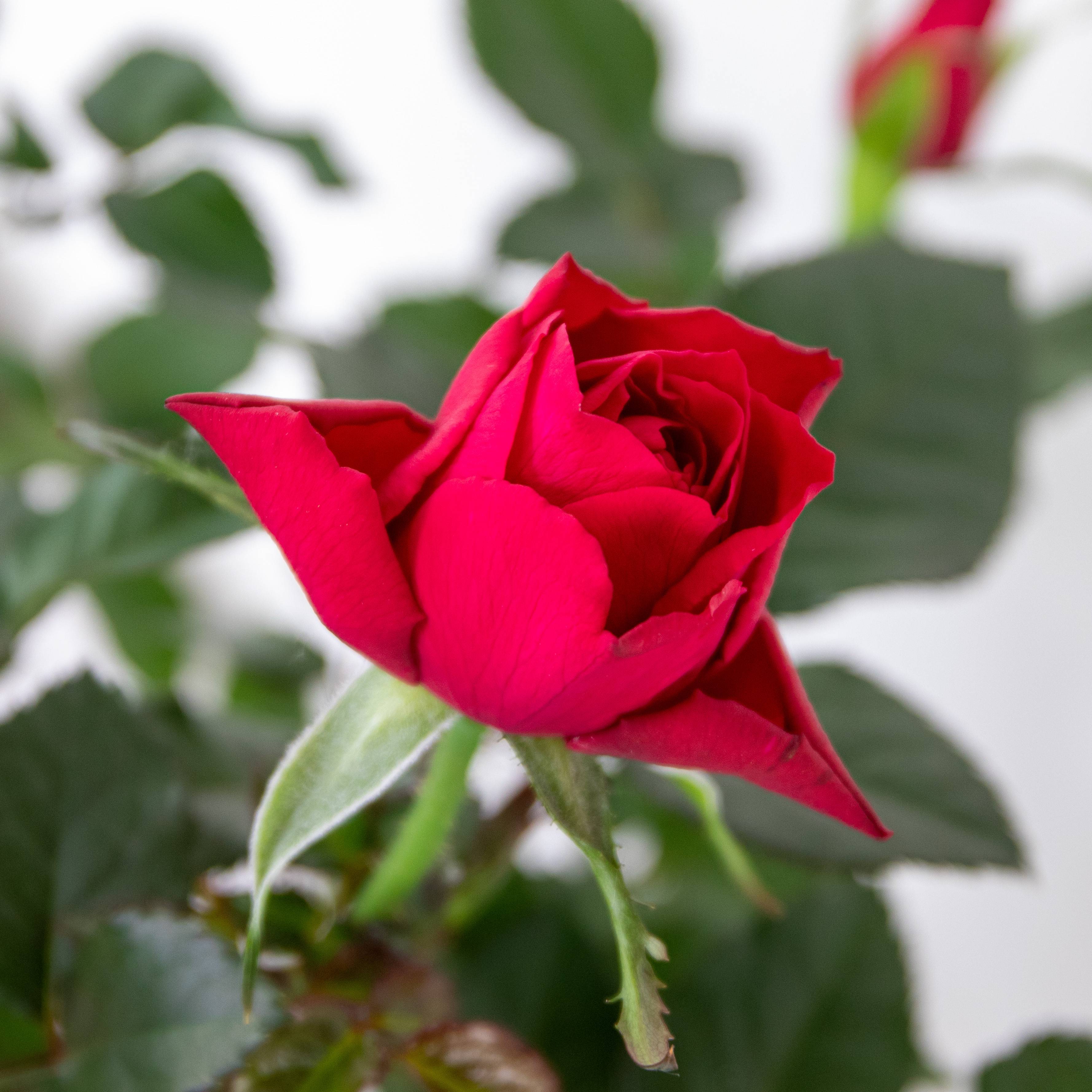 Lot de 3 - Rosier Nain Rouge - Plantes d’intérieur & extérieur - H. 20-30 cm - P. 12 cm - Image 3