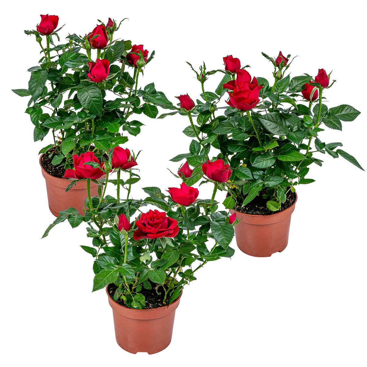 Lot de 3 - Rosier Nain Rouge - Plantes d’intérieur & extérieur - H. 20-30 cm - P. 12 cm - Image 1