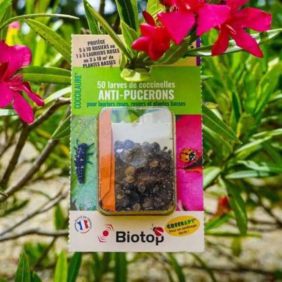 Biotop - Biotop - 30 larves coccinelles anti-pucerons - Coccilaure - Image 3