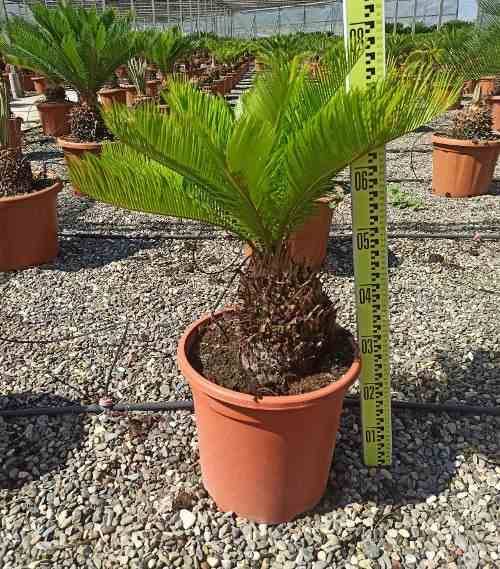 0 - Cycas revoluta (Cycas du japon-Sagou) Pot de 25L - Tronc de 20/30 cm - 80/100 cm - Image 2