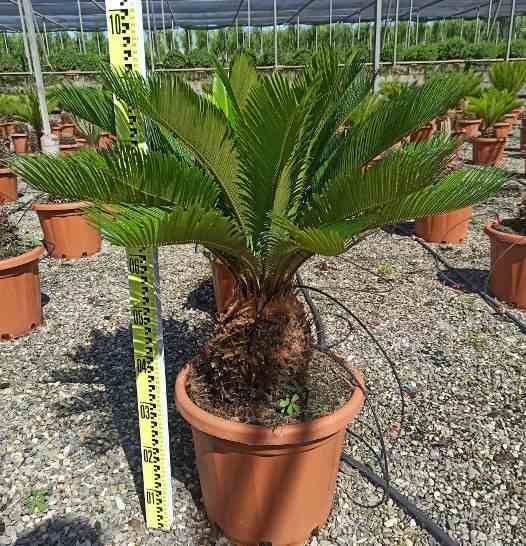 0 - Cycas revoluta (Cycas du japon-Sagou) Pot de 25L - Tronc de 20/30 cm - 80/100 cm - Image 1