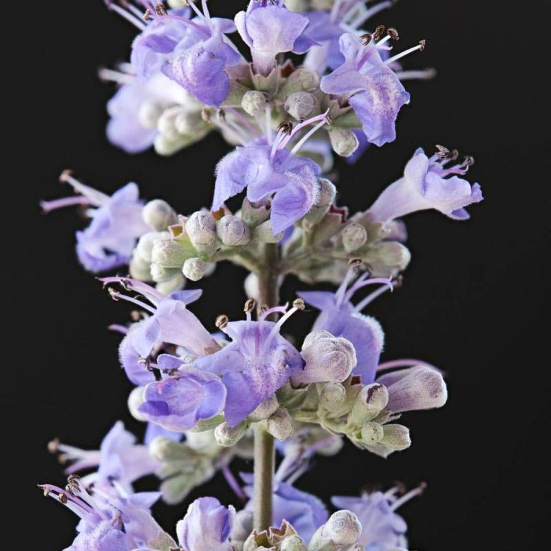 Arbre au poivre Blues 'Daniel Searle', Vitex, Gattilier à fleurs Bleue/ - feuillage Caduc - Pot de 3L - 20/40 cm - Image 10