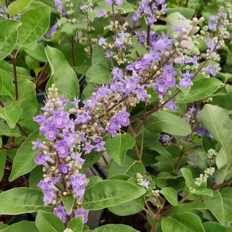 Arbre au poivre Blues 'Daniel Searle', Vitex, Gattilier à fleurs Bleue/ - feuillage Caduc - Pot de 3L - 20/40 cm - Image 6