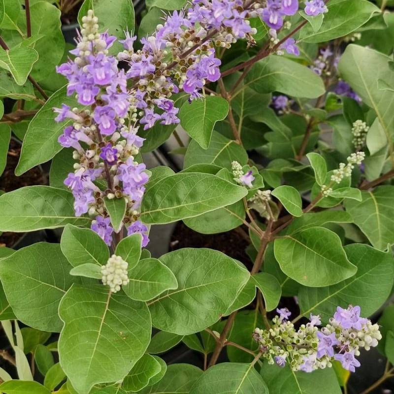 Arbre au poivre Blues 'Daniel Searle', Vitex, Gattilier à fleurs Bleue/ - feuillage Caduc - Pot de 3L - 20/40 cm - Image 9