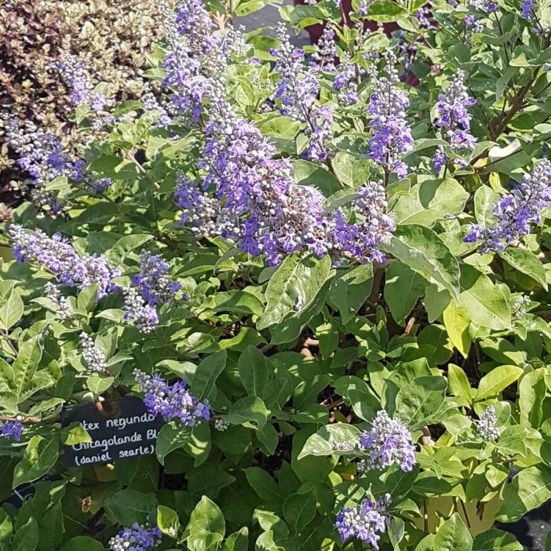 Arbre au poivre Blues 'Daniel Searle', Vitex, Gattilier à fleurs Bleue/ - feuillage Caduc - Pot de 3L - 20/40 cm - Image 8