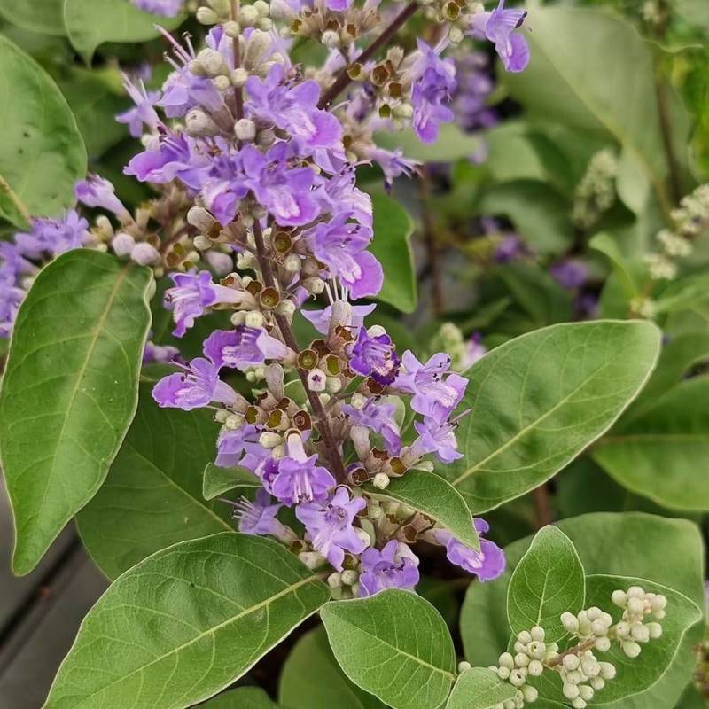 Arbre au poivre Blues 'Daniel Searle', Vitex, Gattilier à fleurs Bleue/ - feuillage Caduc - Pot de 3L - 20/40 cm - Image 7