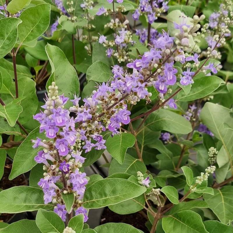 Arbre au poivre Blues 'Daniel Searle', Vitex, Gattilier à fleurs Bleue/ - feuillage Caduc - Pot de 3L - 20/40 cm - Image 2