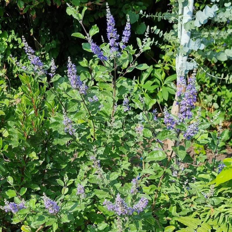 Arbre au poivre Blues 'Daniel Searle', Vitex, Gattilier à fleurs Bleue/ - feuillage Caduc - Pot de 3L - 20/40 cm - Image 5