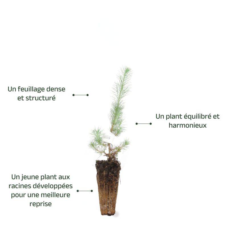 Pin d'Alep (Pinus halepensis) - Godet - Taille 13/25cm - Pépinières Naudet - Imagen 4