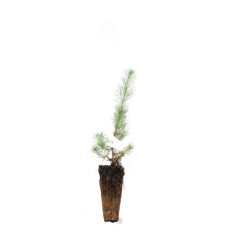 Pin d'Alep (Pinus halepensis) - Godet - Taille 13/25cm - Pépinières Naudet - Imagen 3