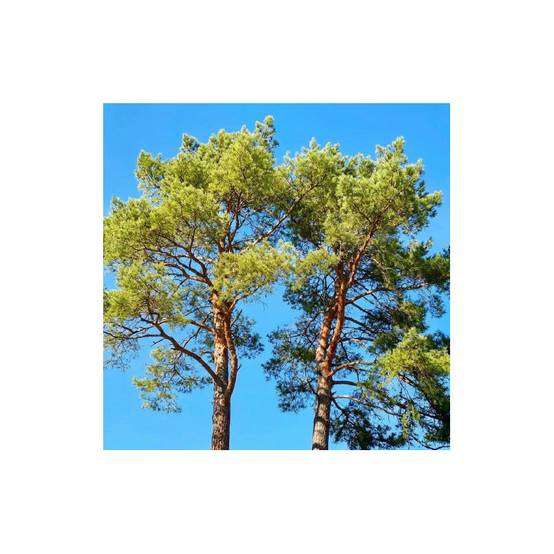 Pin d'Alep (Pinus halepensis) - Godet - Taille 13/25cm - Pépinières Naudet - Imagen 1