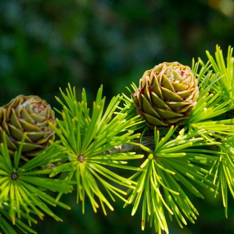 Pin d'Alep (Pinus halepensis) - Godet - Taille 13/25cm - Pépinières Naudet - Imagen 2