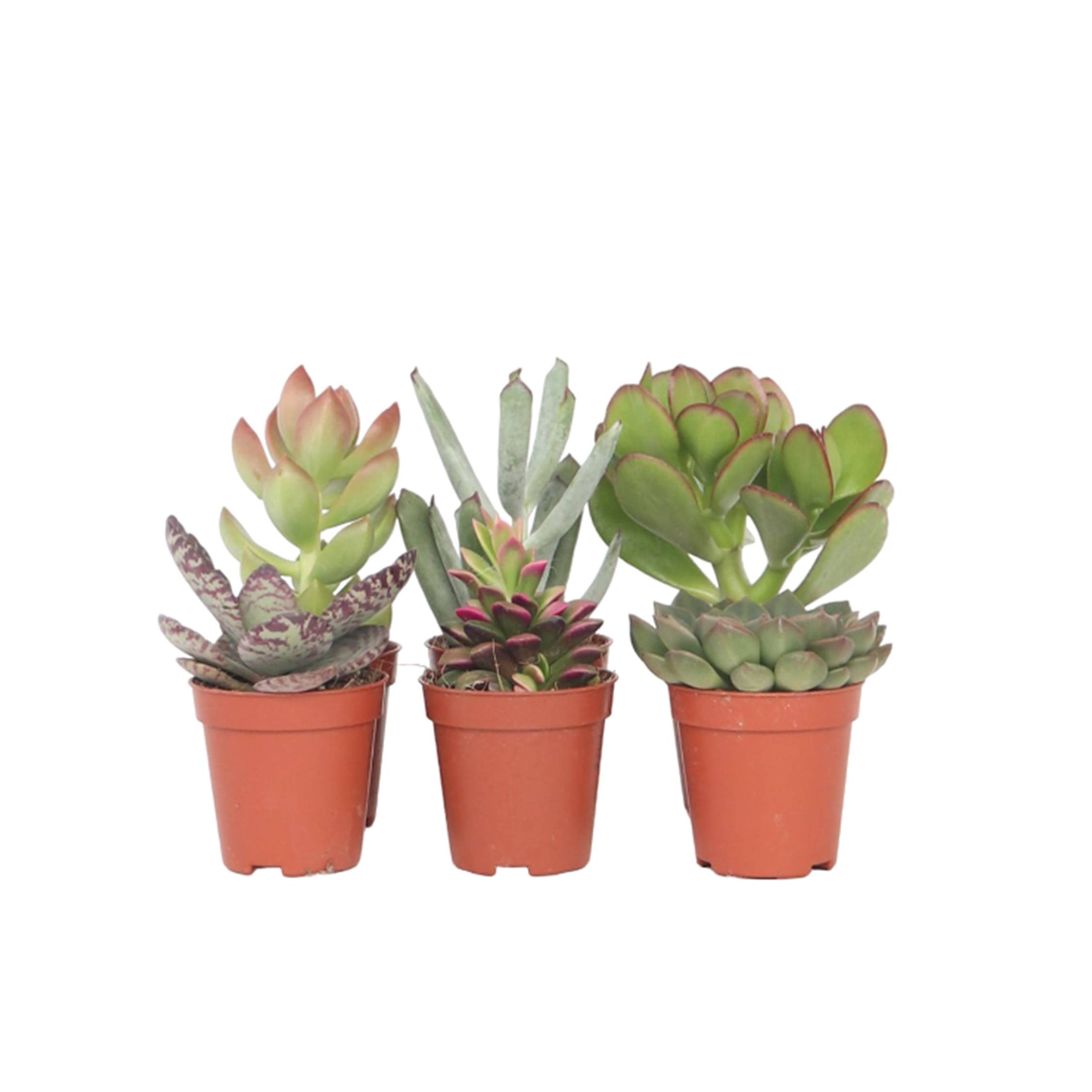 Mélange de petites succulentes - Set de 6 - Succulent Mix - H5-10cm - ⌀5,5cm - Image 1