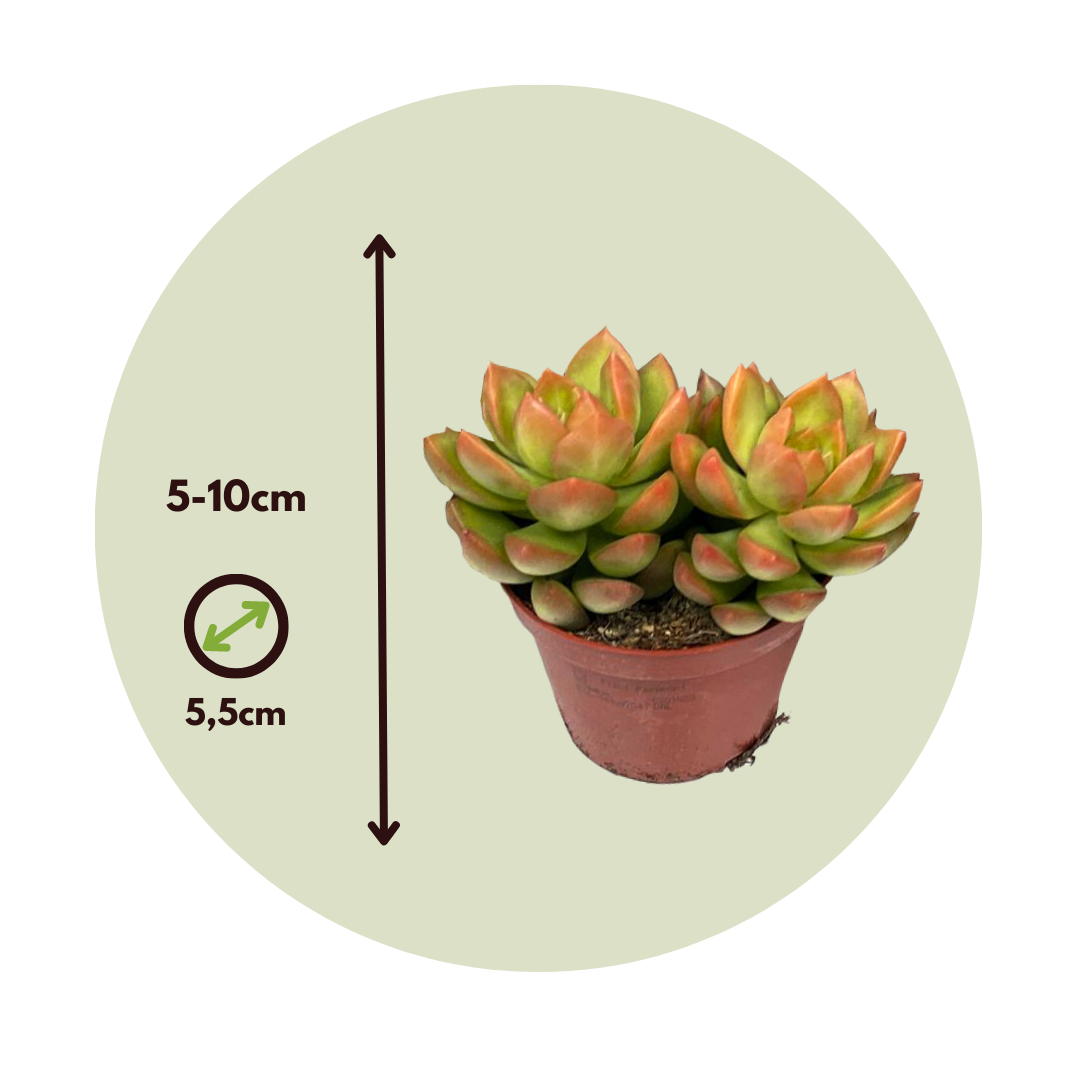 Mélange de petites succulentes - Set de 6 - Succulent Mix - H5-10cm - ⌀5,5cm - Image 5