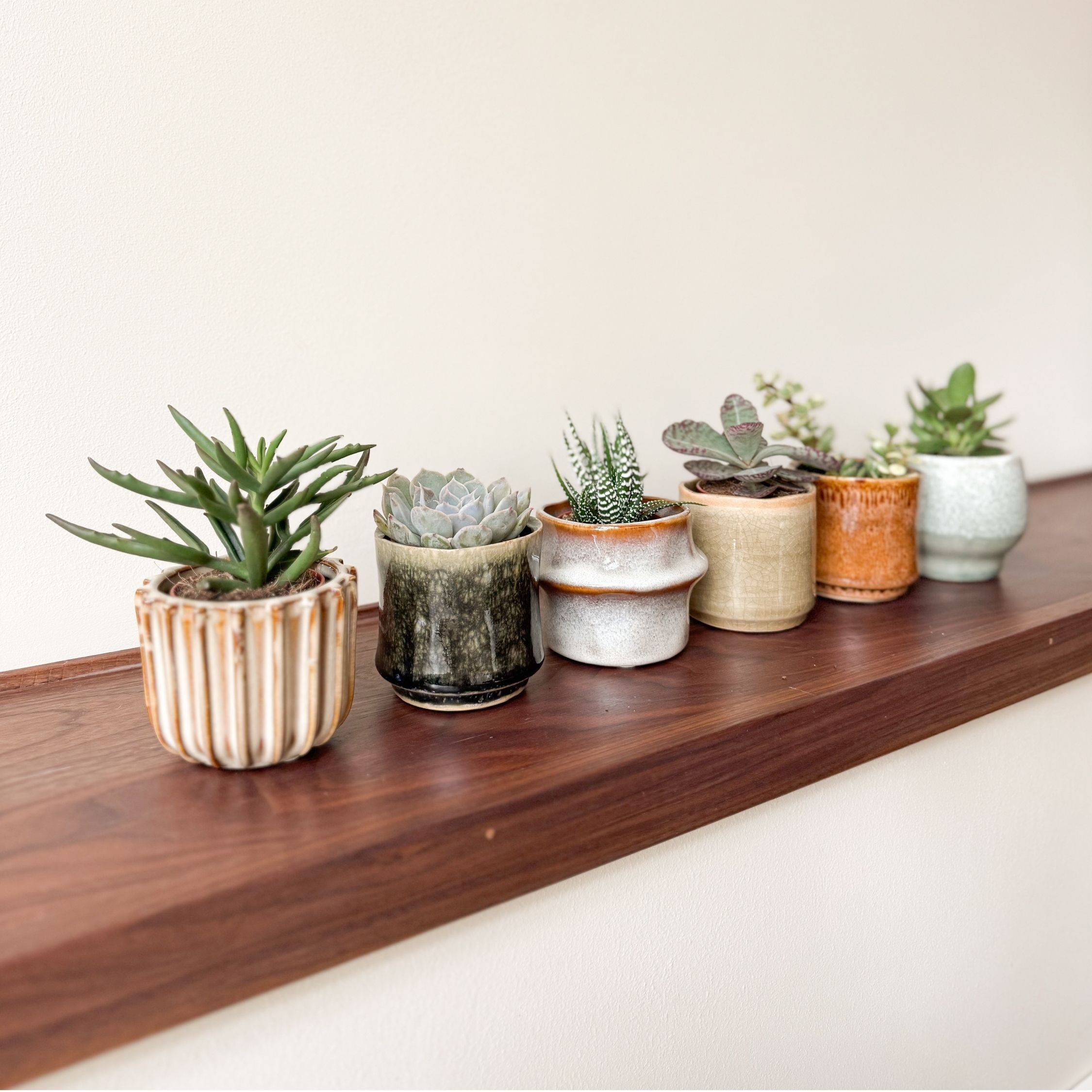 Mélange de petites succulentes - Set de 6 - Succulent Mix - H5-10cm - ⌀5,5cm - Image 3