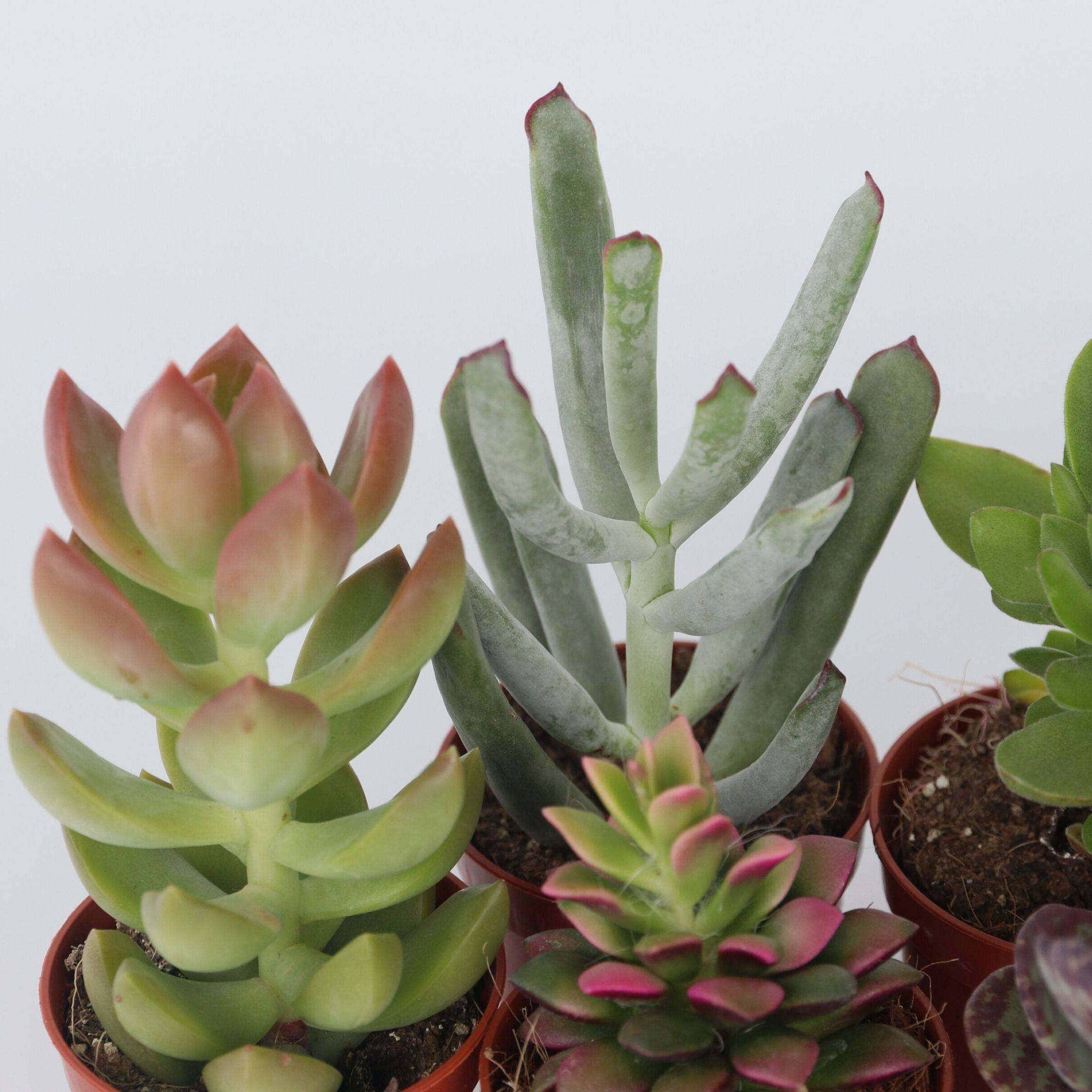 Mélange de petites succulentes - Set de 6 - Succulent Mix - H5-10cm - ⌀5,5cm - Image 4