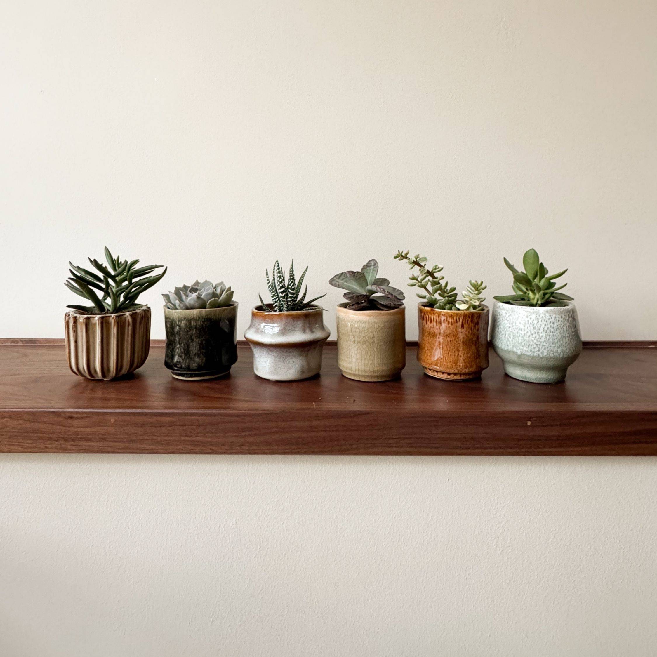 Mélange de petites succulentes - Set de 6 - Succulent Mix - H5-10cm - ⌀5,5cm - Image 2