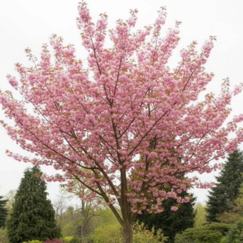 Cerisier du Japon New Red (Kanzan), Cerisier à fleurs à fleurs Rose - feuillage Caduc - Pot de 15L - Tige 8/10 - Haut. 150/175 cm-  hauteur à maturité - Imagen 2