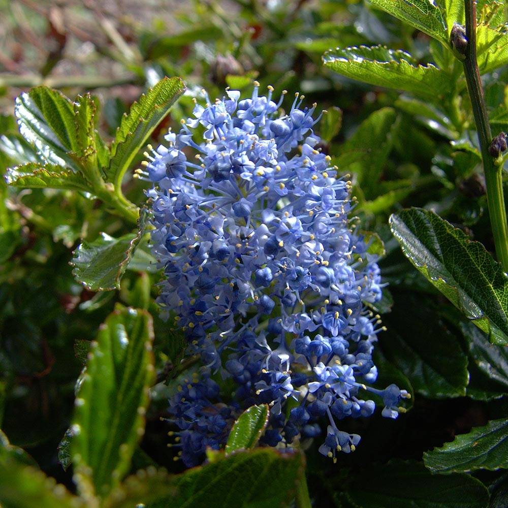 Céanothe Burkwoodii Pot de 2L/3L