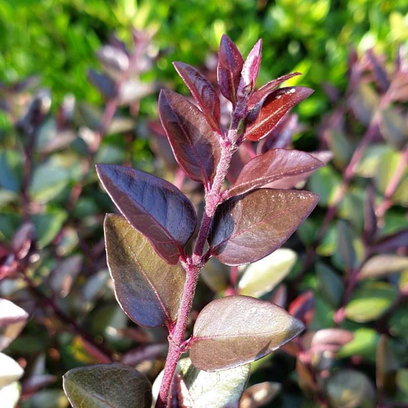Chèvrefeuille arbustif Garden Clouds® Purprle Storm 'GRLN02', Lonicera - Godet - 5/20 cm - Imagen 2