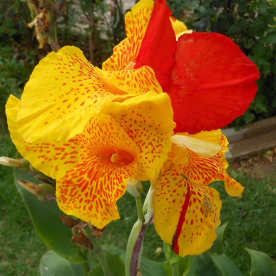 Canna Cleopatra - Balisier panaché jaune et rouge. Bulbe calibre I (par 3)