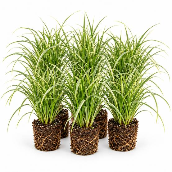Laîche - Carex - 12 plantes - Image 1